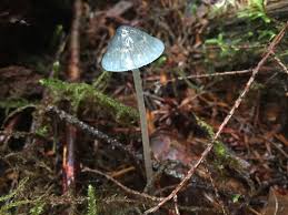 Attēlu rezultāti vaicājumam “Mycena amicta”