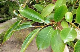 Attēlu rezultāti vaicājumam “Salix pentandra fruit”