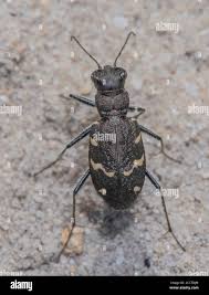 Attēlu rezultāti vaicājumam “Cicindela sylvatica imago”