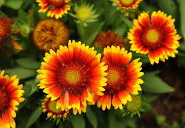 Image result for Gaillardia
