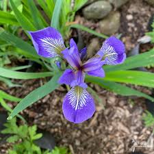 Image result for Iris