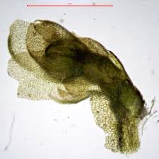 Attēlu rezultāti vaicājumam “Chiloscyphus pallescens”