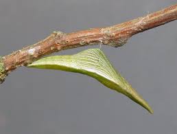 Attēlu rezultāti vaicājumam “Anthocharis cardamines underside”