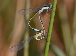 Attēlu rezultāti vaicājumam “Ischnura elegans”