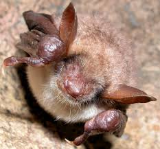 Attēlu rezultāti vaicājumam “Myotis sp.”