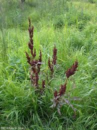 Attēlu rezultāti vaicājumam “Rumex crispus”
