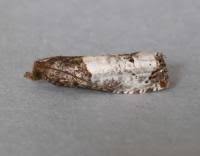 Attēlu rezultāti vaicājumam “Notocelia roborana”