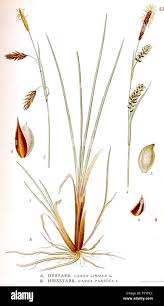 Attēlu rezultāti vaicājumam “Carex limosa”