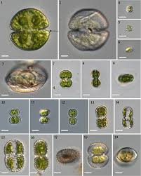 Attēlu rezultāti vaicājumam “Chaetophora pisiformis”