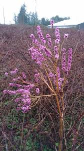 Attēlu rezultāti vaicājumam “Daphne mezereum”