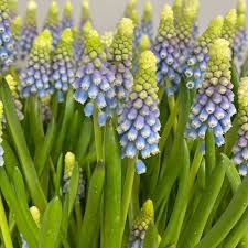 Attēlu rezultāti vaicājumam “Muscari armeniacum”