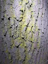 Attēlu rezultāti vaicājumam “Chrysothrix candelaris”