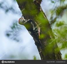 Attēlu rezultāti vaicājumam “Dendrocopos medius nest”