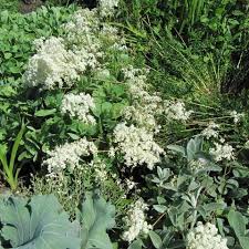 Image result for Filipendula vulgaris