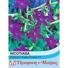 Image result for Nicotiana x sanderae `Perfume`F1