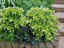 Image result for Nieswurz