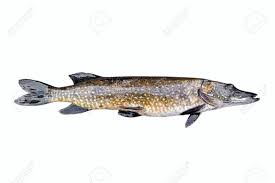 Attēlu rezultāti vaicājumam “Esox lucius”