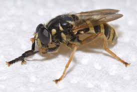 Attēlu rezultāti vaicājumam “Temnostoma vespiforme”