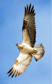 Attēlu rezultāti vaicājumam “Pandion haliaetus”