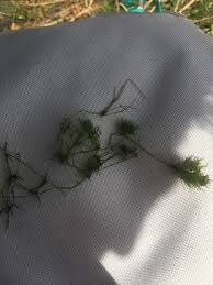 Attēlu rezultāti vaicājumam “Najas minor”