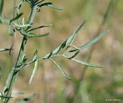 Attēlu rezultāti vaicājumam “Centaurea stoebe fruit”
