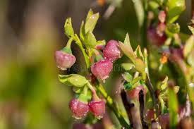 Attēlu rezultāti vaicājumam “Vaccinium myrtillus flower”