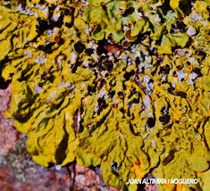 Attēlu rezultāti vaicājumam “Xanthoriicola physciae”