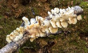 Attēlu rezultāti vaicājumam “Antrodiella”