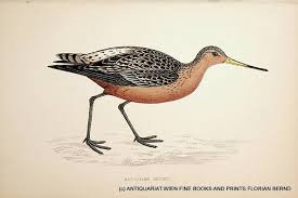 Attēlu rezultāti vaicājumam “Limosa lapponica”