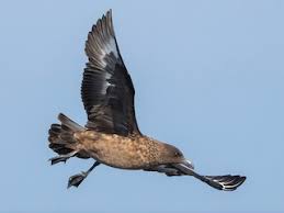 Image result for Stercorarius skua