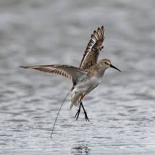 Attēlu rezultāti vaicājumam “Calidris ferruginea”