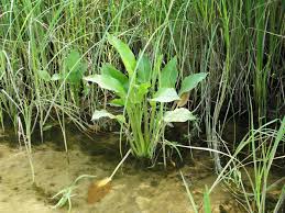 Attēlu rezultāti vaicājumam “Alisma plantago-aquatica fruit”