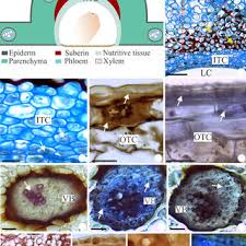 Attēlu rezultāti vaicājumam “Sacchiphantes abietis exuvia”