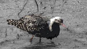 Attēlu rezultāti vaicājumam “Philomachus pugnax adult”