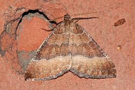 Attēlu rezultāti vaicājumam “Larentia clavaria”