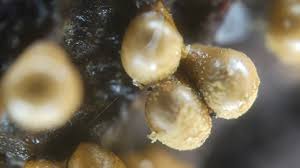 Attēlu rezultāti vaicājumam “Hemitrichia chrysospora young”