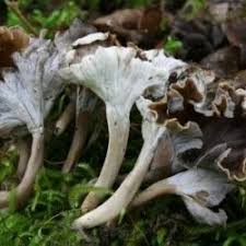 Attēlu rezultāti vaicājumam “Pseudocraterellus sinuosus”