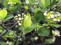 Attēlu rezultāti vaicājumam “Aronia melanocarpa bud”