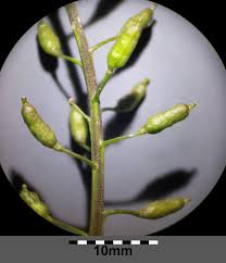 Attēlu rezultāti vaicājumam “Rorippa palustris fruit”