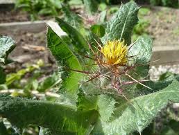 Image result for Cnicus benedictus