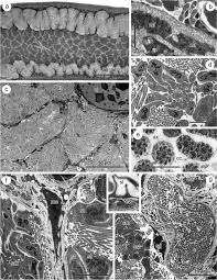 Image result for Hippoglossoides platessoides