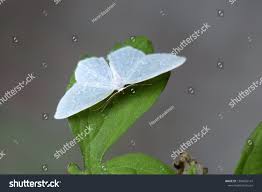 Attēlu rezultāti vaicājumam “Jodis putata”