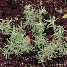Attēlu rezultāti vaicājumam “Gnaphalium uliginosum leaf”