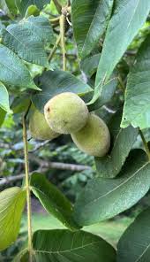 Attēlu rezultāti vaicājumam “Juglans cinerea”