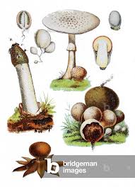 Attēlu rezultāti vaicājumam “Amanita strobiliformis”