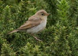 Image result for Hippolais caligata