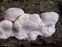 Attēlu rezultāti vaicājumam “Leptoporus mollis”