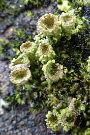 Attēlu rezultāti vaicājumam “Cladonia pyxidata”
