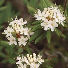 Attēlu rezultāti vaicājumam “Ledum palustre flower”