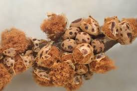 Attēlu rezultāti vaicājumam “Hemitrichia sordivesiculosa”